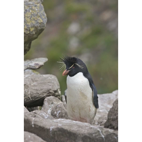 West Point Island Rockhopper penguin in rookery